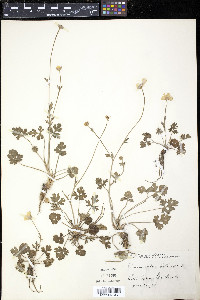 Ranunculus bulbosus image