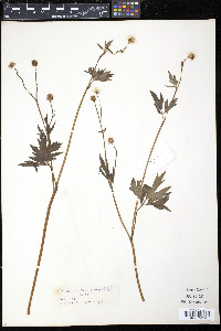 Ranunculus pennsylvanicus image