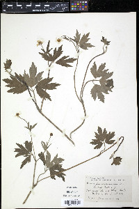 Ranunculus septentrionalis image