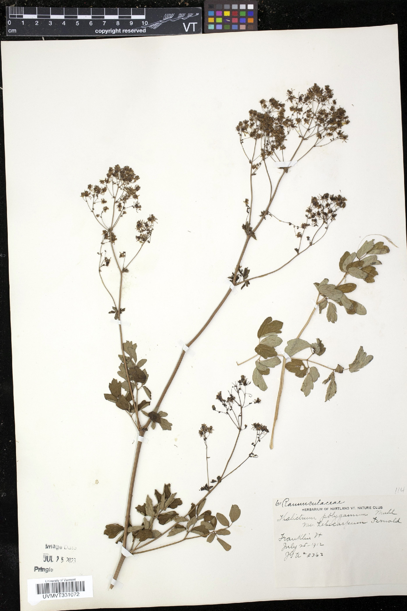 Thalictrum polygamum var. hebecarpum image