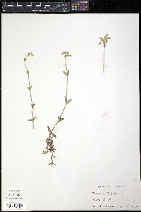 Cerastium fontanum subsp. vulgare image