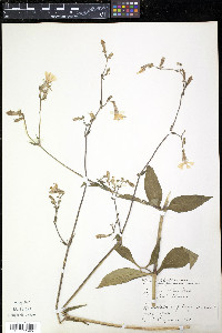 Silene latifolia image