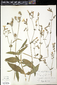 Silene latifolia image