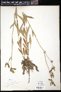 Silene latifolia image