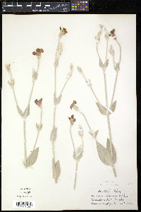 Silene coronaria image