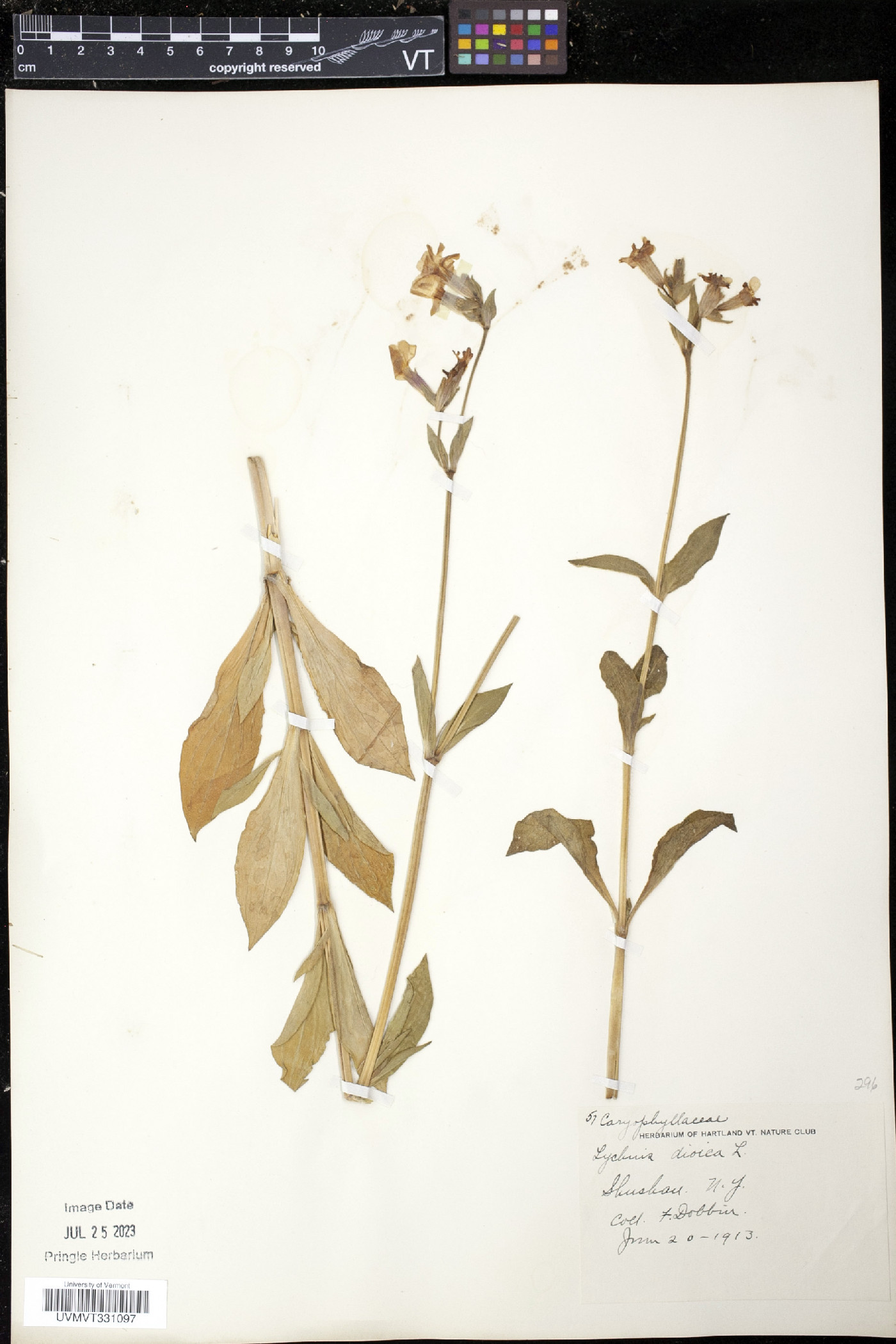 Silene dioica image