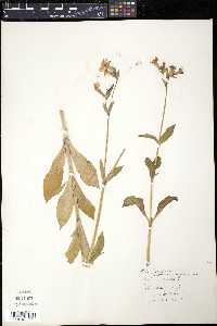 Silene dioica image