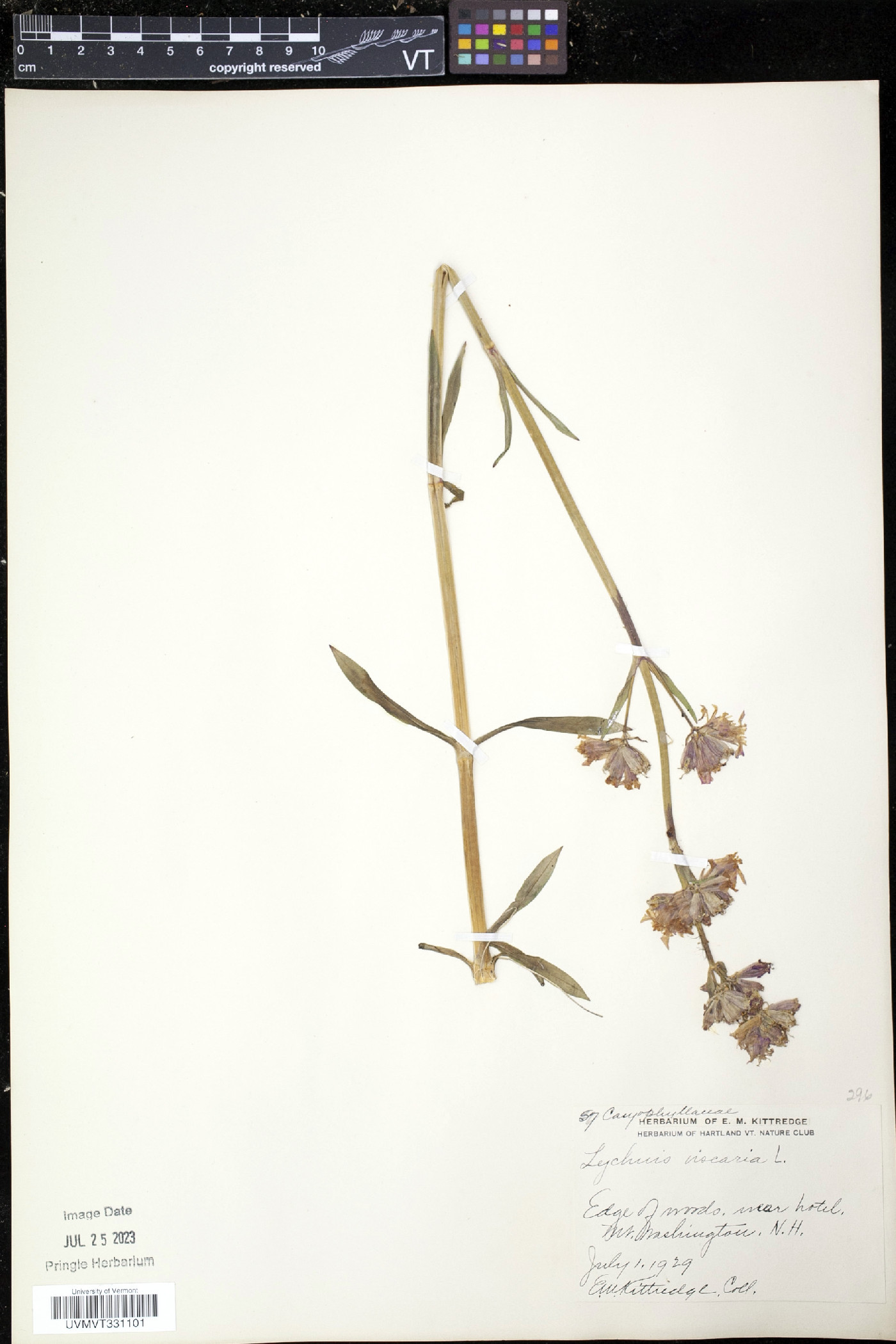 Silene viscaria image