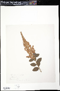 Spiraea tomentosa image