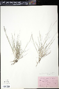 Muhlenbergia uniflora image