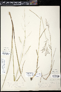 Glyceria septentrionalis image