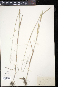 Panicum spretum image