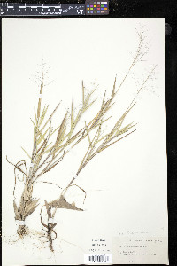 Panicum commonsianum image