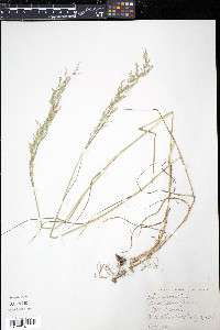 Poa nemoralis image