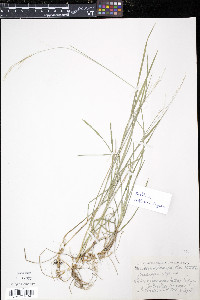 Poa languida image