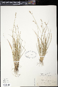 Carex canescens var. subloliacea image