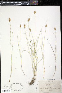 Carex crawfordii image