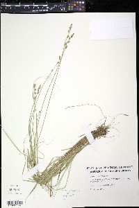 Carex canescens var. subloliacea image