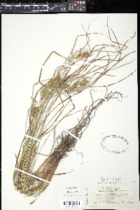 Carex baileyi image