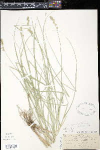 Carex argyrantha image