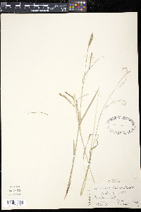 Carex arctata image