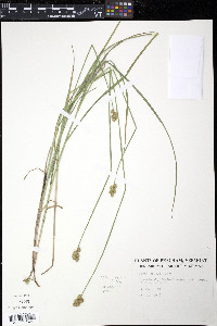 Carex bebbii image