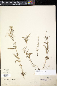 Epilobium palustre image