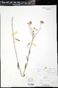 Erigeron ramosus image