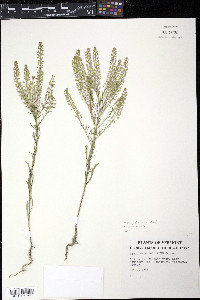 Lepidium densiflorum image