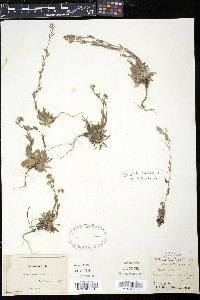 Draba incana image