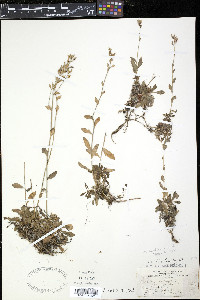 Draba arabisans image