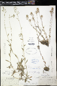 Draba arabisans image