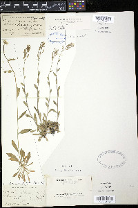 Draba arabisans image