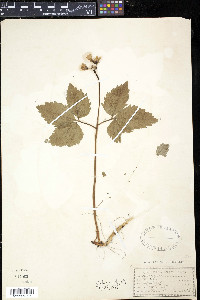 Cardamine diphylla image