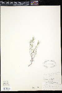 Braya humilis var. leiocarpa image