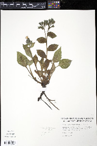 Pulmonaria saccharata image