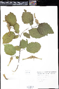 Corylus cornuta image