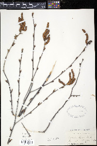 Betula lutea image