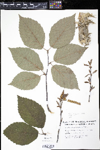 Betula alleghaniensis image