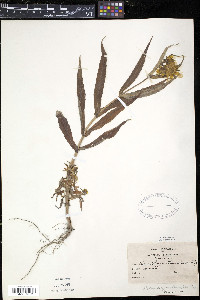 Bidens laevis image