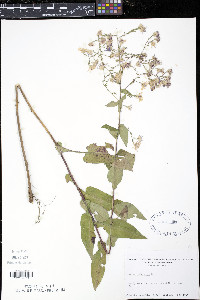 Symphyotrichum undulatum image