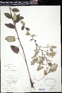 Symphyotrichum undulatum image