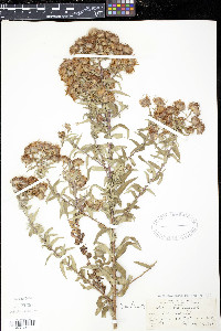 Symphyotrichum novae-angliae image