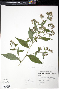 Symphyotrichum novi-belgii var. tardiflorum image
