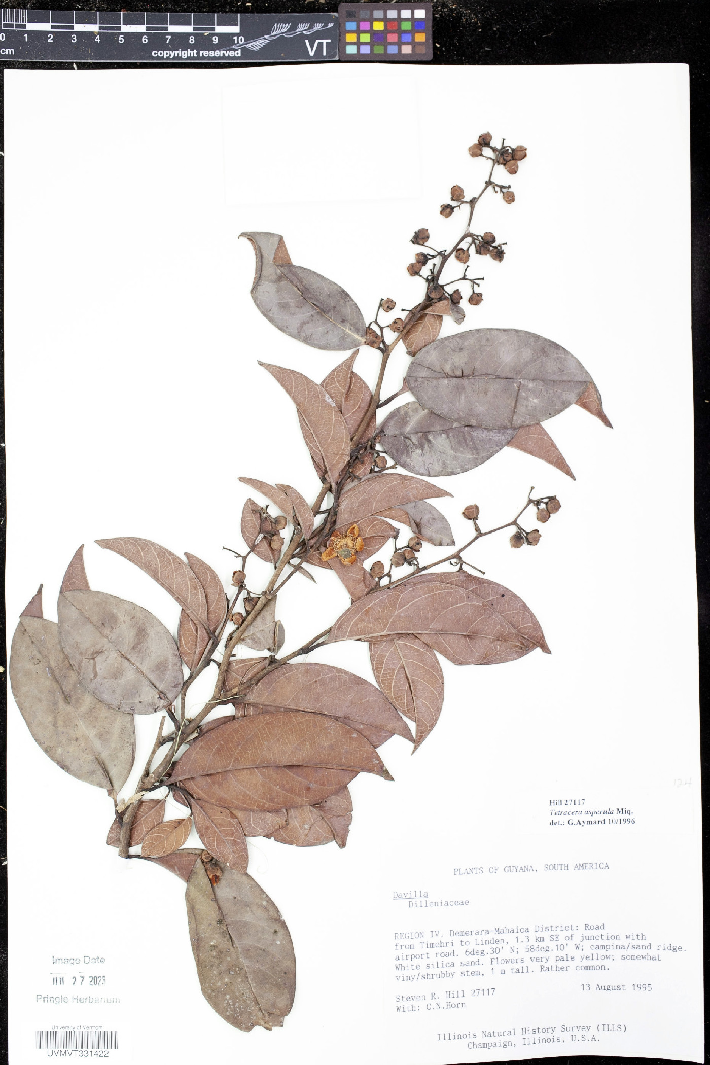 Tetracera asperula image