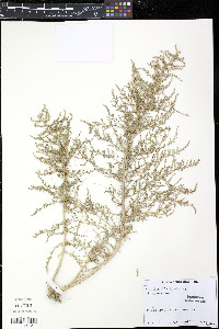 Salsola dendroides image