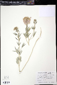 Polanisia dodecandra subsp. trachysperma image