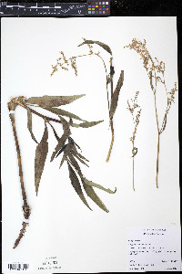 Polygonum alpinum image