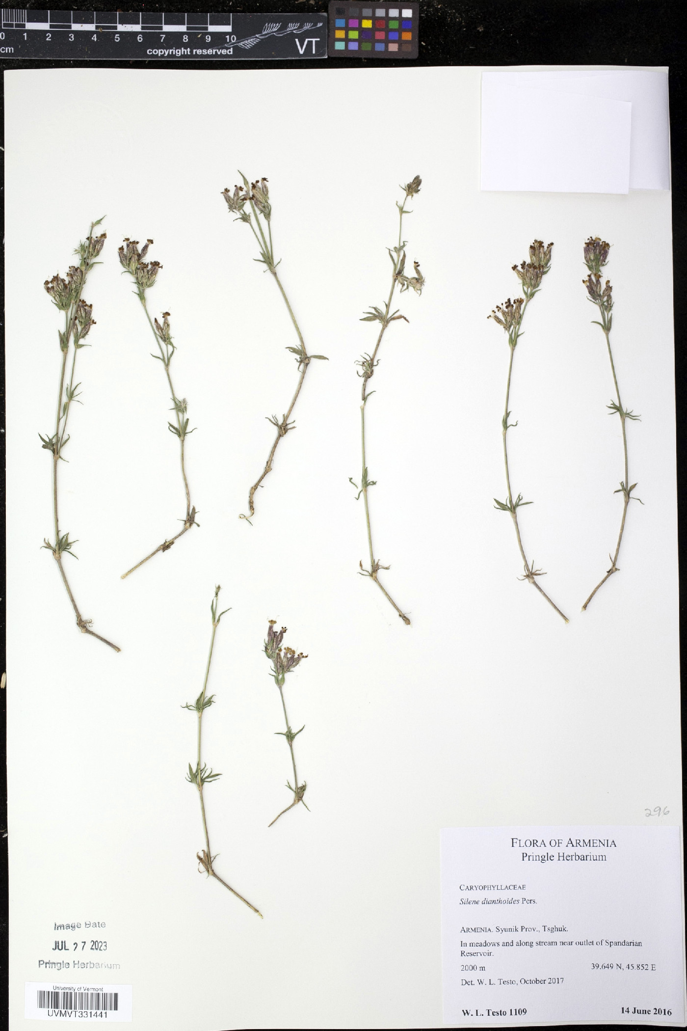 Silene dianthoides image