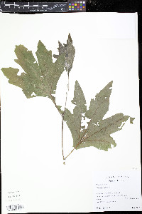 Platanus orientalis image